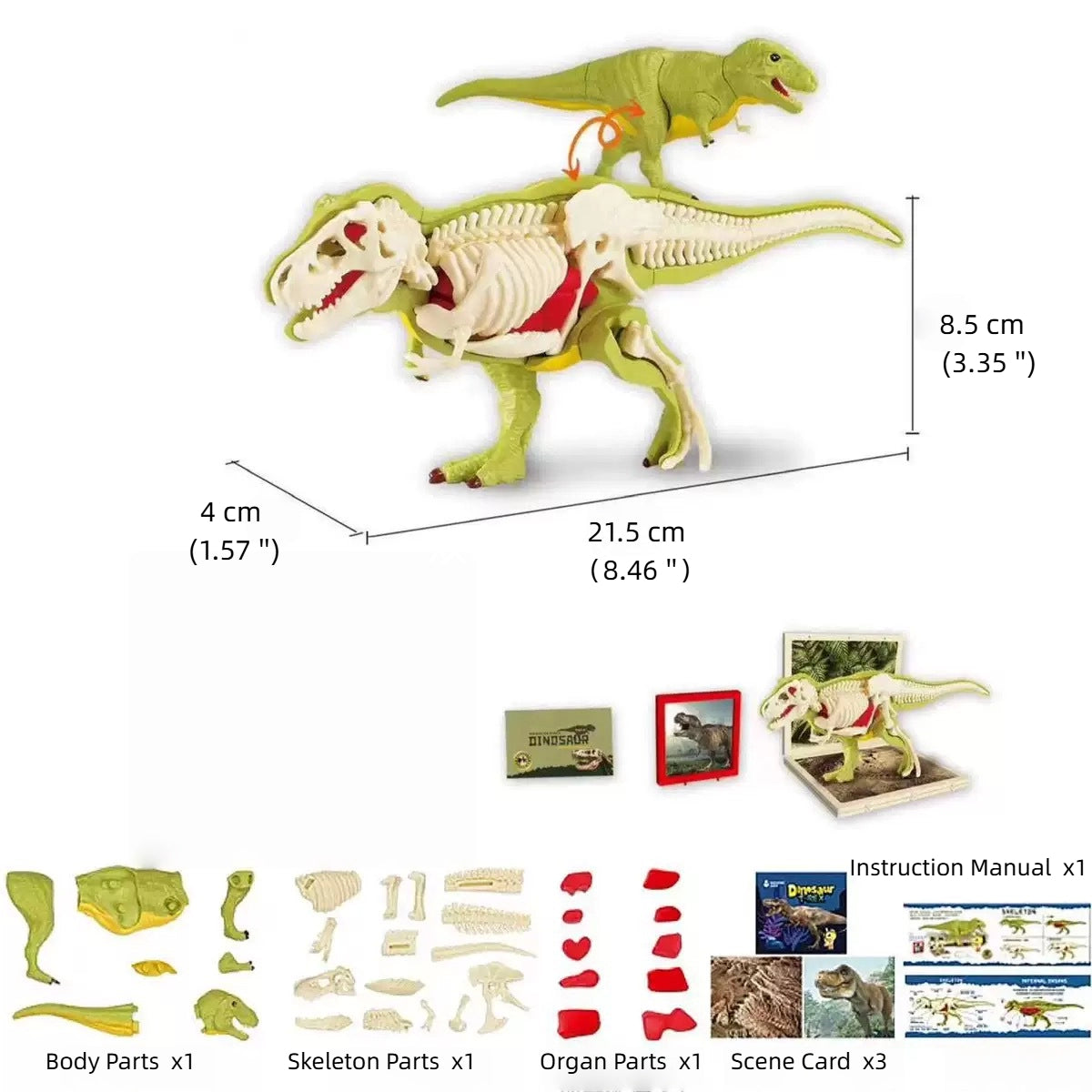 Children's dinosaur educational toy simulation Tyrannosaurus Rex Triceratops, Anatomy assembly model