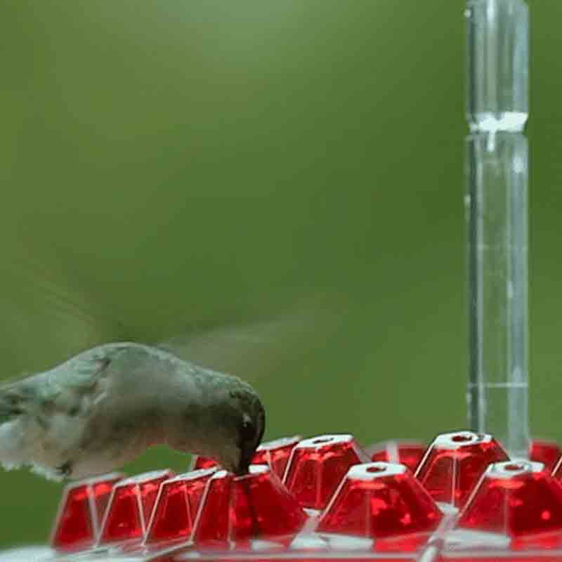 Mother's Sweety Hummingbird Feeder